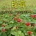 蛇莓种子花卉种子阳台种植春天易种种子水果种子观花观果蛇莓