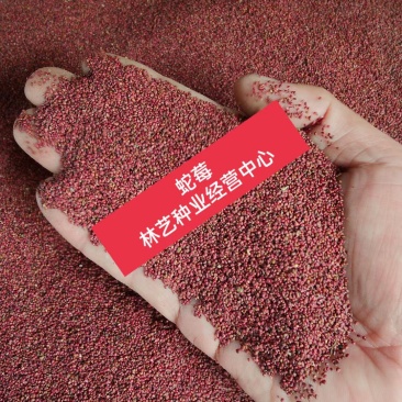蛇莓种子花卉种子阳台种植春天易种种子水果种子观花观果蛇莓