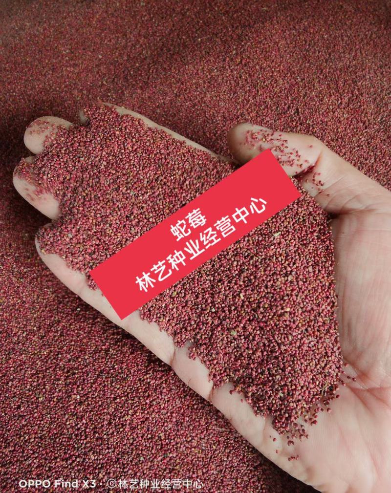 蛇莓种子花卉种子阳台种植春天易种种子水果种子观花观果蛇莓