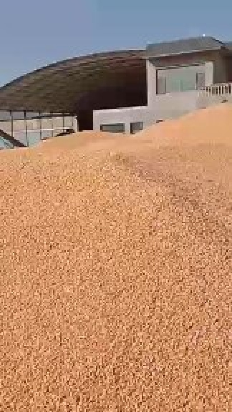 陕西榆林榆阳干玉米大量上市欢迎咨询采购