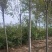 山西香花槐各种规格的香花槐3到10公分量大
