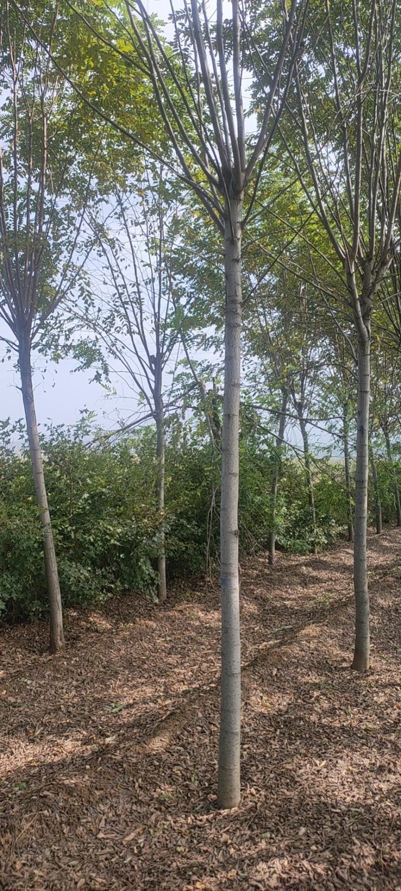山西香花槐各种规格的香花槐3到10公分量大