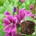 锦葵种子春播四季阳台庭院盆栽园林观花植物花籽多年生耐寒花