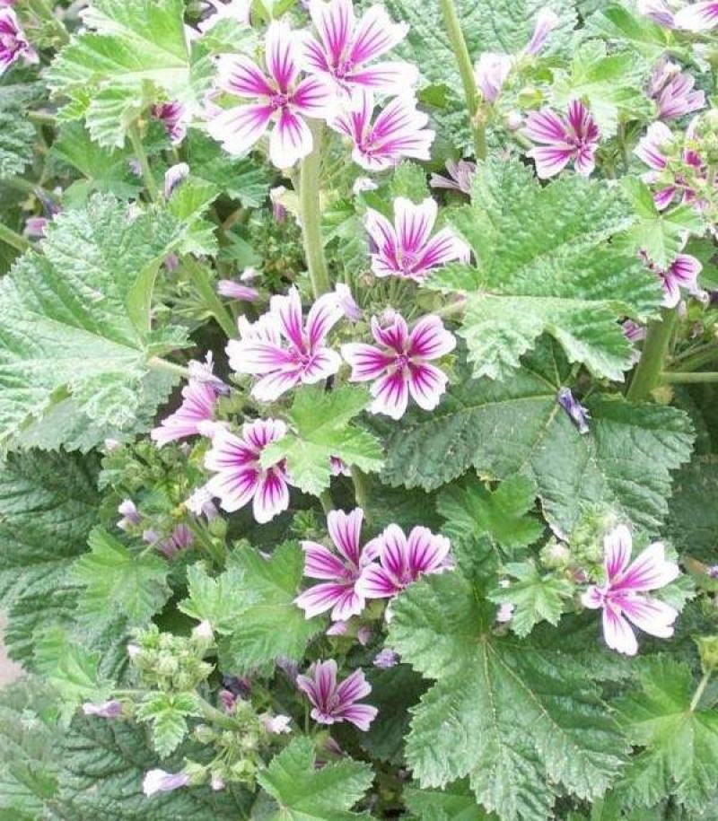 锦葵种子春播四季阳台庭院盆栽园林观花植物花籽多年生耐寒花
