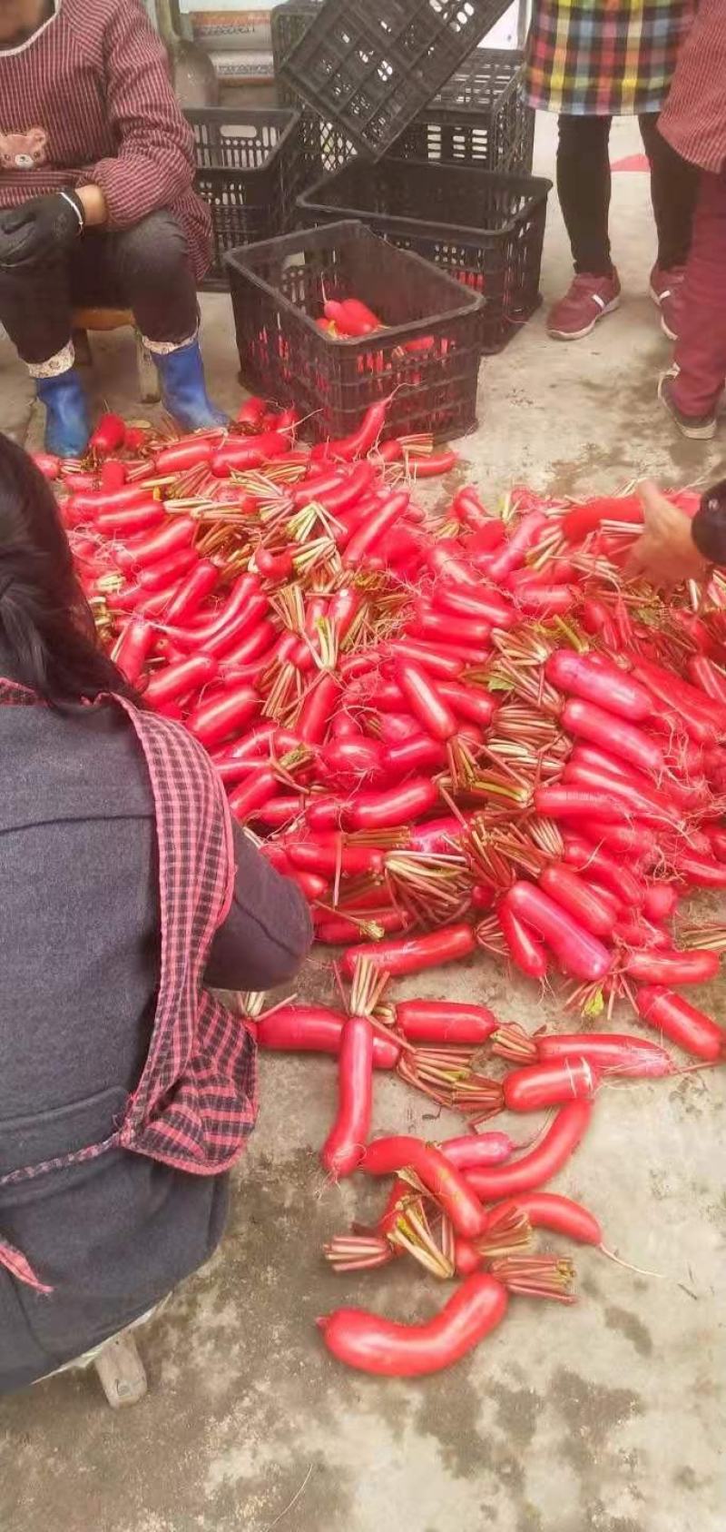 基地红皮箩卜将大量上市，根条皮色都保证品质，随行就市