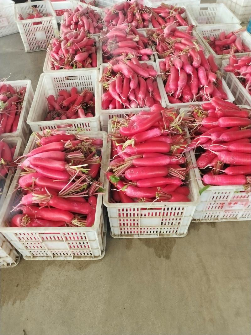 基地红皮箩卜将大量上市，根条皮色都保证品质，随行就市