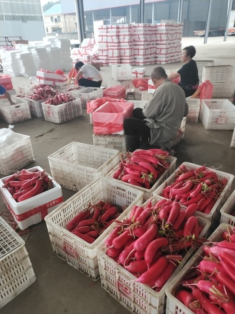 基地红皮箩卜将大量上市，根条皮色都保证品质，随行就市