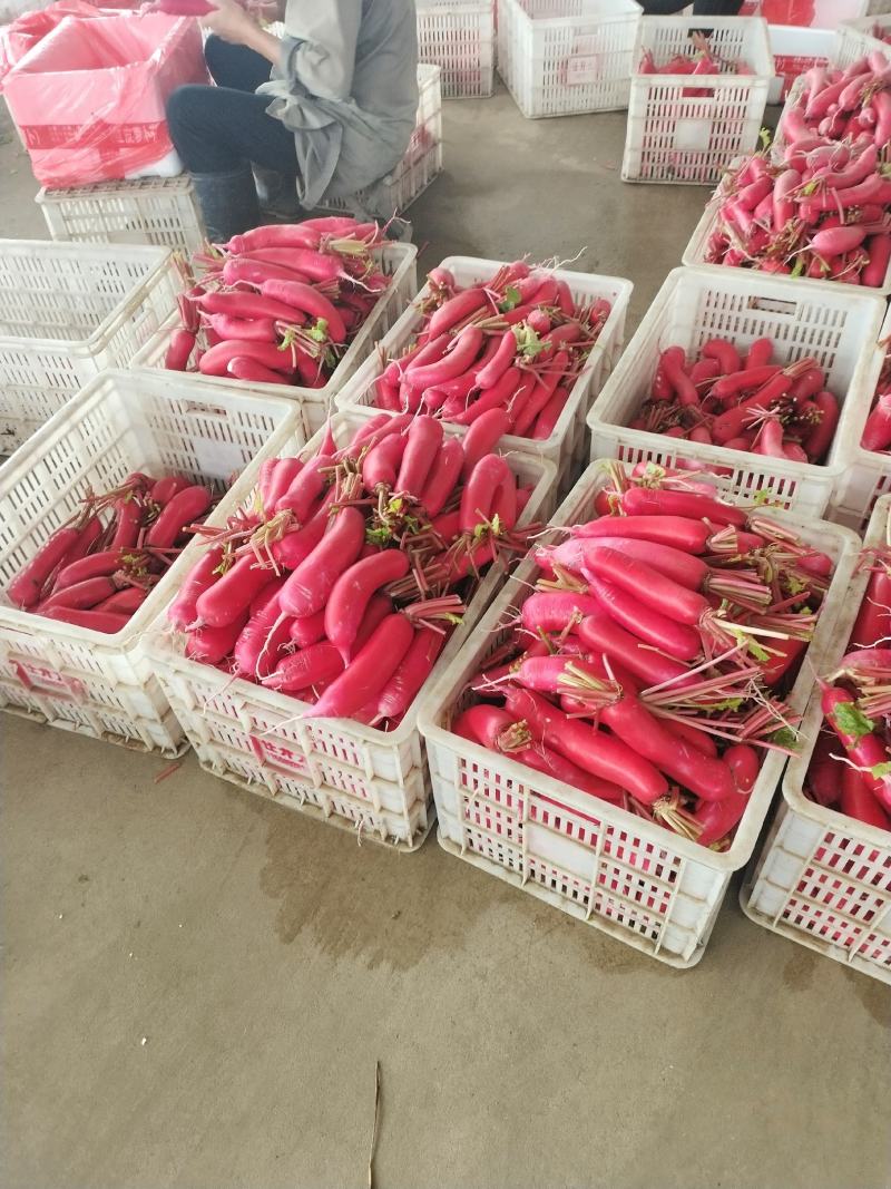 基地红皮箩卜将大量上市，根条皮色都保证品质，随行就市