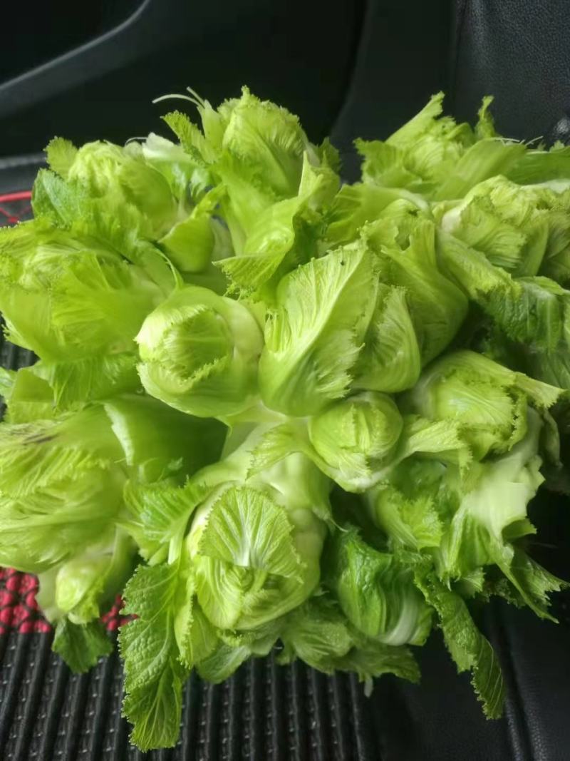 本地儿菜那将大量上市，保证品质，专业做分拣包装，随行就市