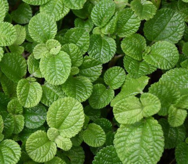 猫薄荷种子樟脑草小薄荷猫草土荆芥籽盆栽植物食用薄荷苗