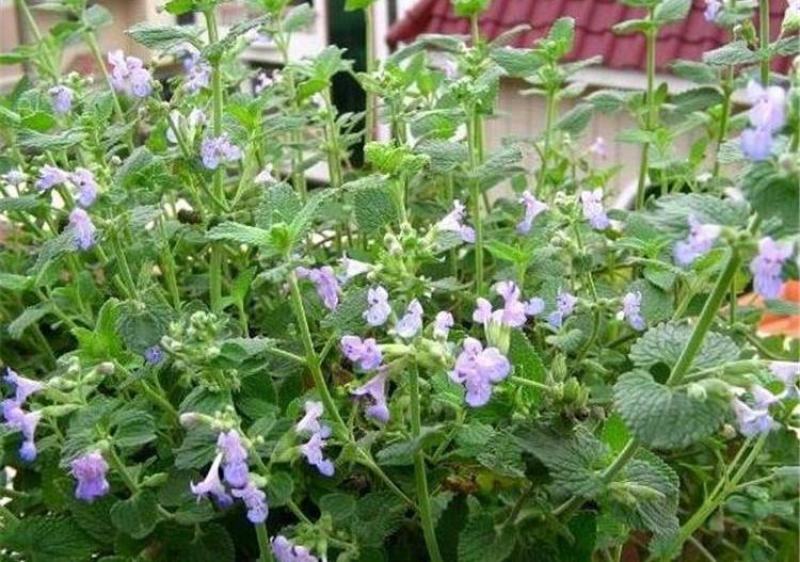 猫薄荷种子樟脑草小薄荷猫草土荆芥籽盆栽植物食用薄荷苗