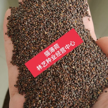 猫薄荷种子樟脑草小薄荷猫草土荆芥籽盆栽植物食用薄荷苗