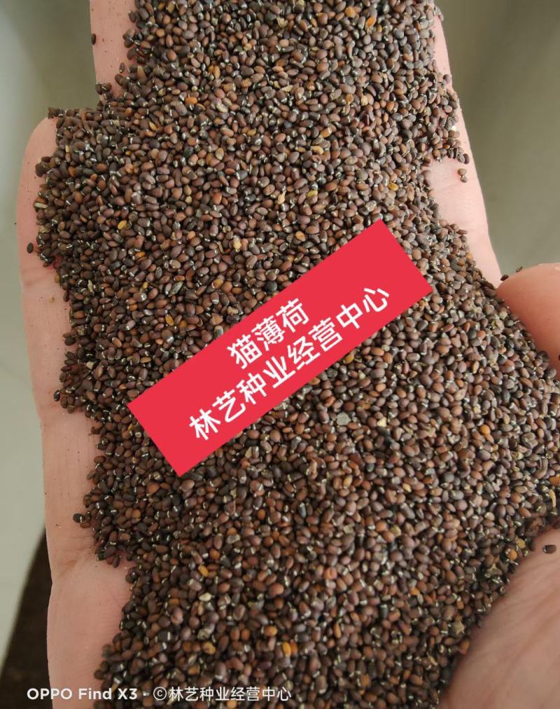 猫薄荷种子樟脑草小薄荷猫草土荆芥籽盆栽植物食用薄荷苗