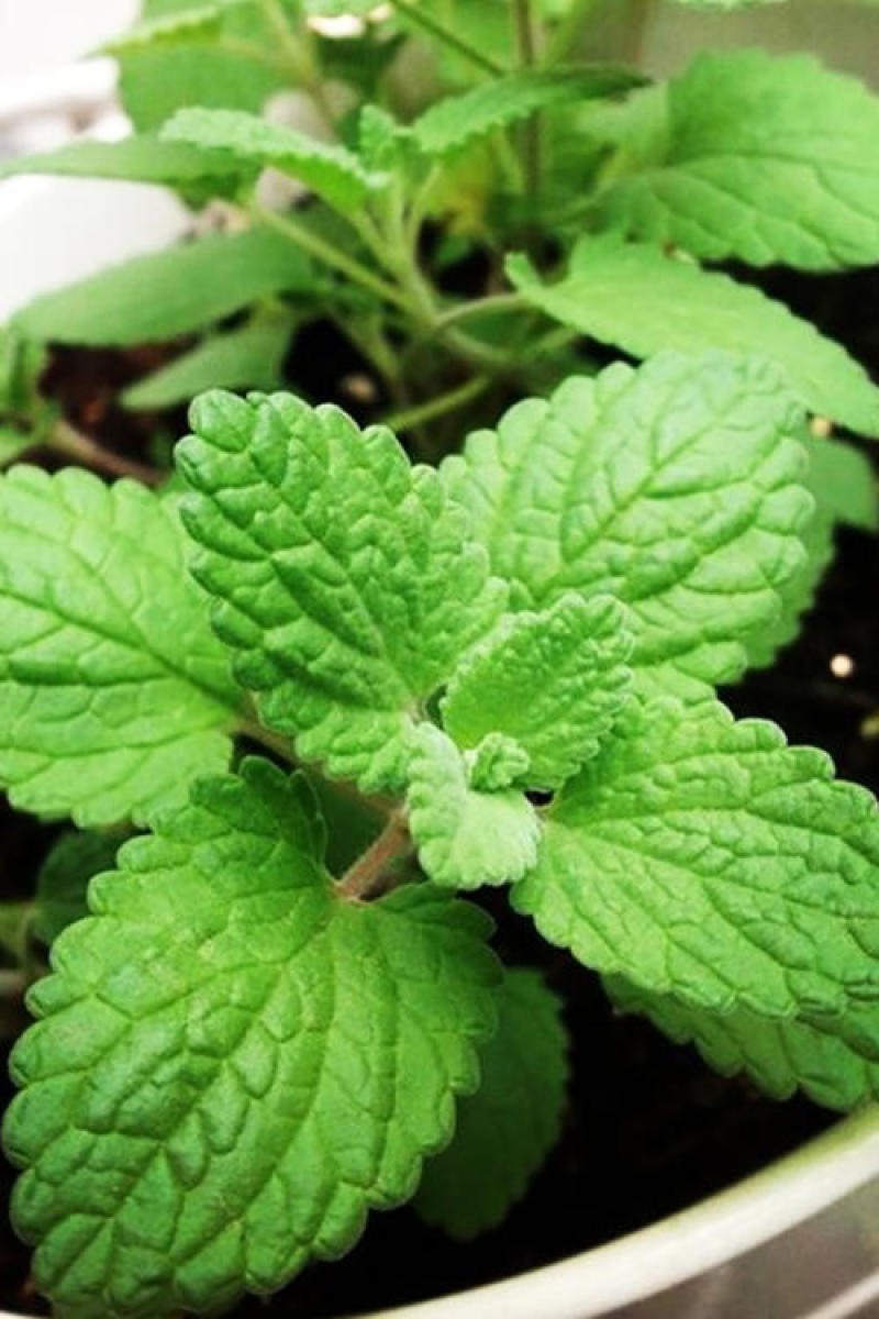 猫薄荷种子樟脑草小薄荷猫草土荆芥籽盆栽植物食用薄荷苗