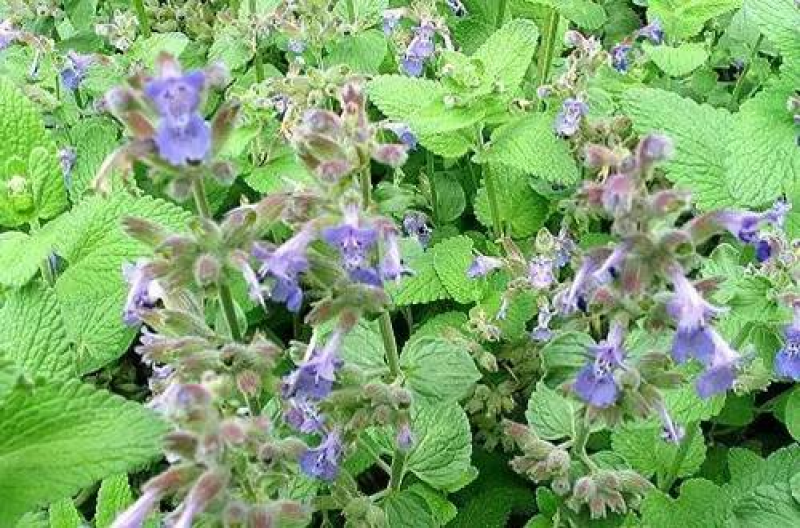 猫薄荷种子樟脑草小薄荷猫草土荆芥籽盆栽植物食用薄荷苗