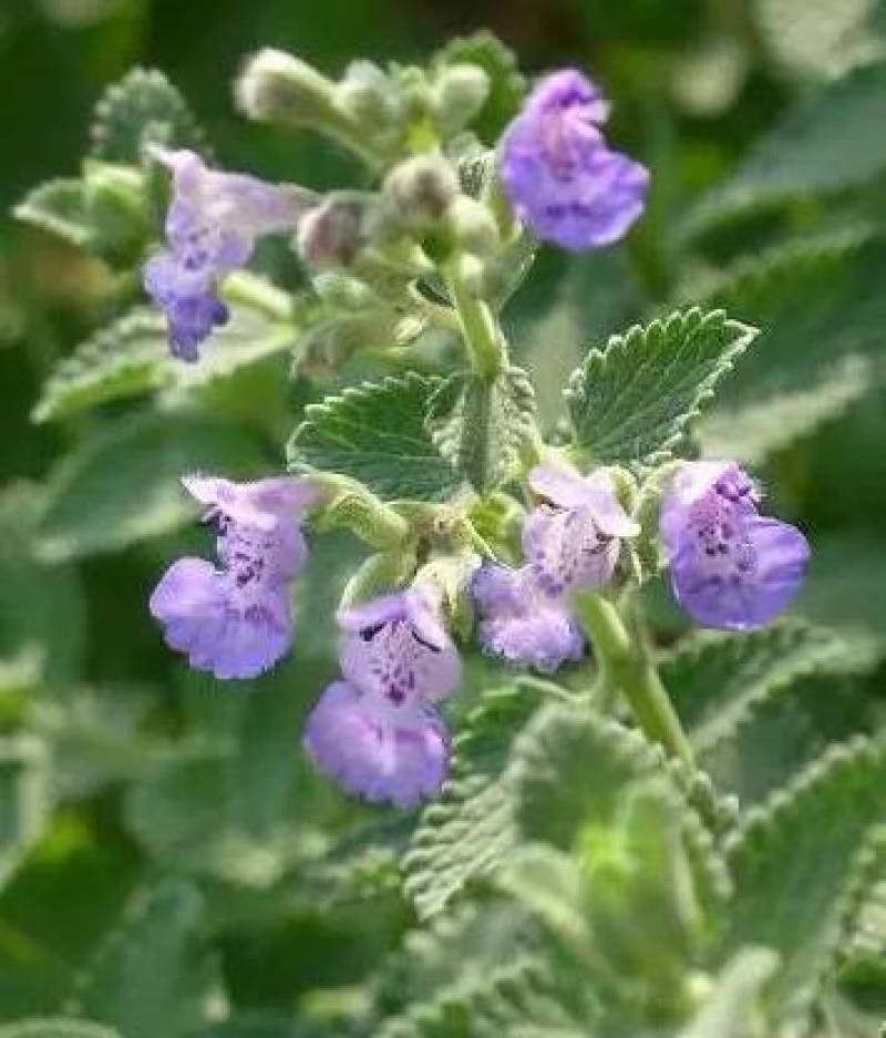 猫薄荷种子樟脑草小薄荷猫草土荆芥籽盆栽植物食用薄荷苗