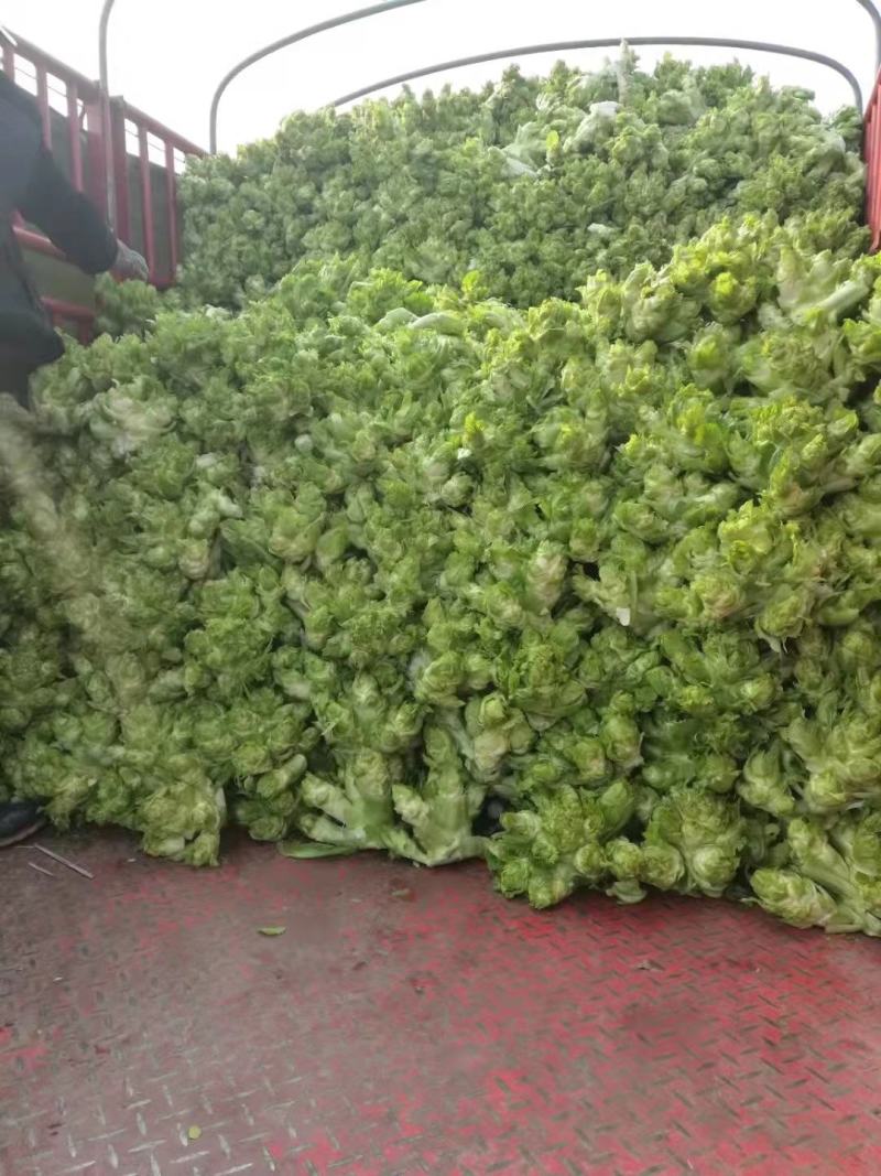 本地儿菜那将大量上市，保证品质，专业做分拣包装，随行就市