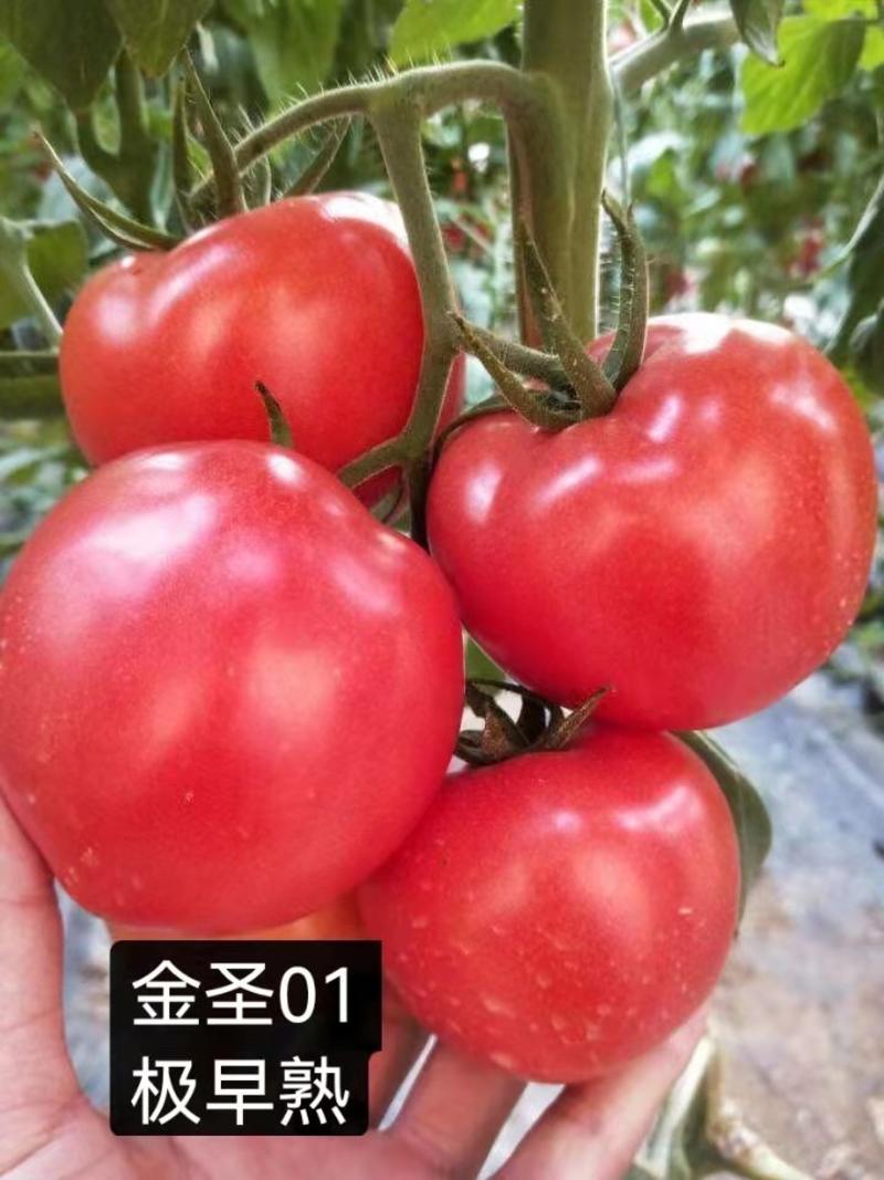 粉果西红柿种子露地拱棚金圣01抗病毒大果高圆型早熟