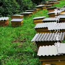 中华土蜜蜂