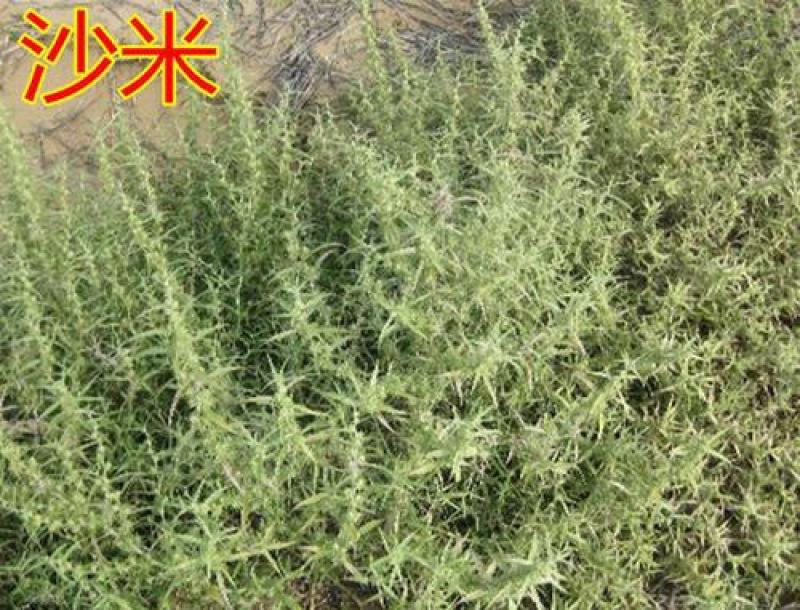 沙米种子沙米草牧草饲草沙米沙蓬草荒漠饲草耐旱耐寒种子