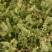 沙米种子沙米草牧草饲草沙米沙蓬草荒漠饲草耐旱耐寒种子