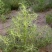 沙米种子沙米草牧草饲草沙米沙蓬草荒漠饲草耐旱耐寒种子