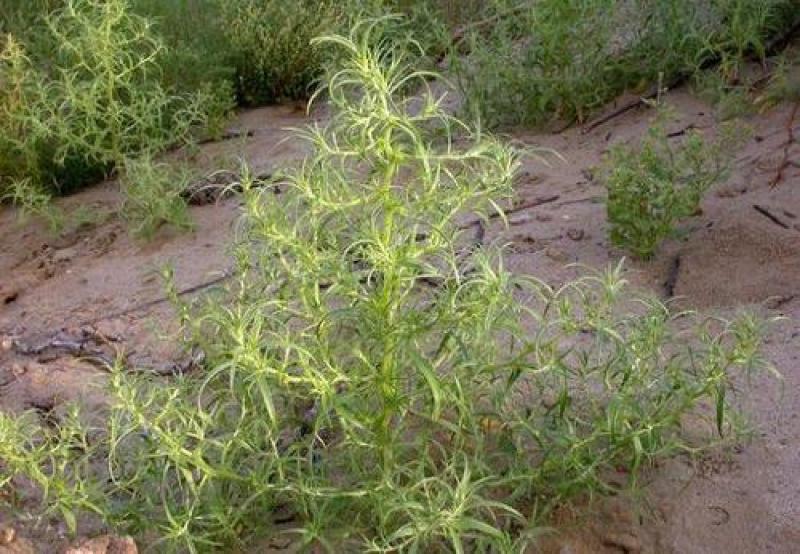 沙米种子沙米草牧草饲草沙米沙蓬草荒漠饲草耐旱耐寒种子