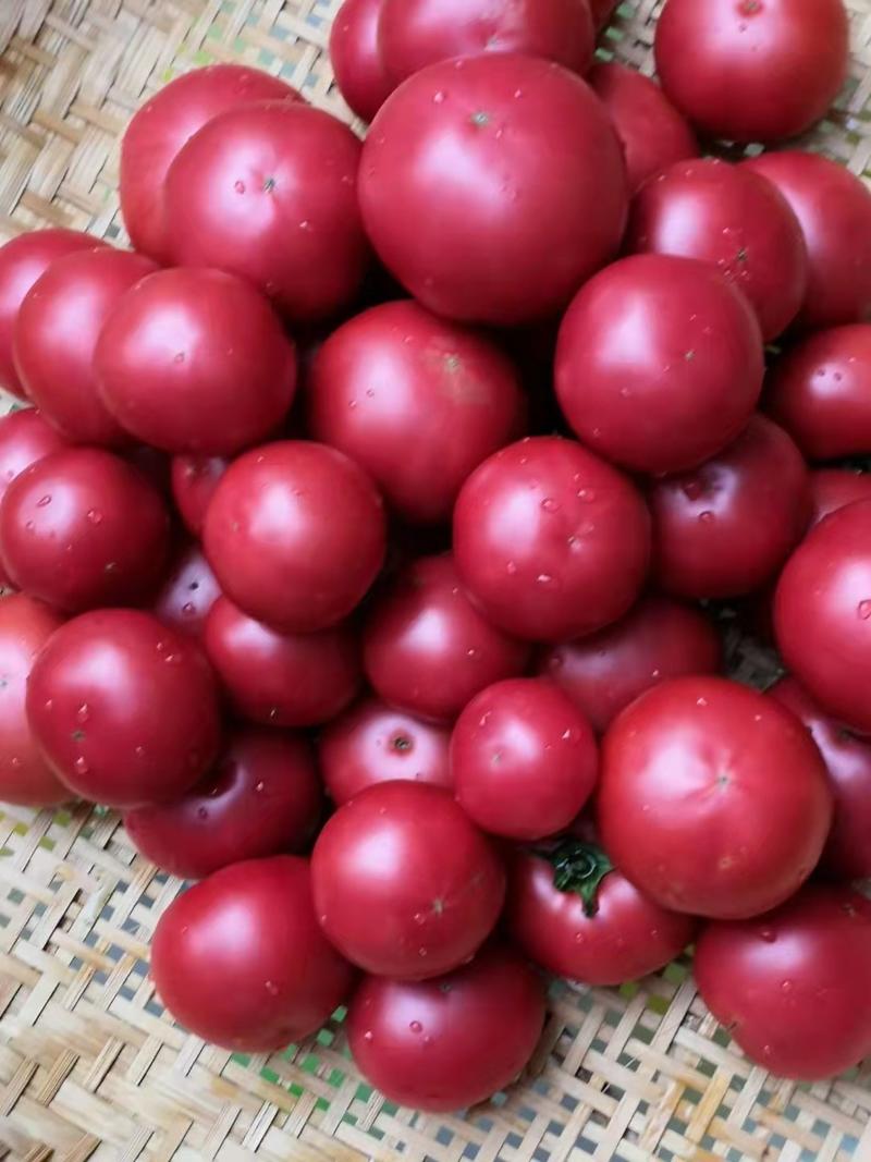 草莓西红柿种子草莓番茄种子西红柿种子抗TY绿肩浓