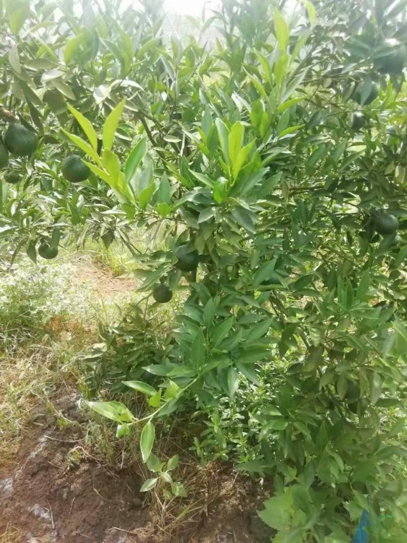 广西藤县正宗新会柑，小青柑，陈皮柑，欢迎各地果商来订购