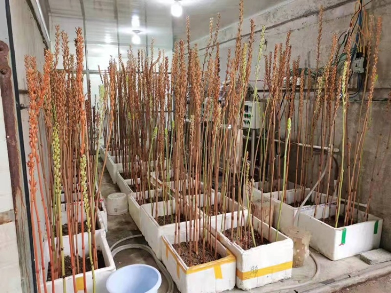 贵州林下防野生鲜天麻
