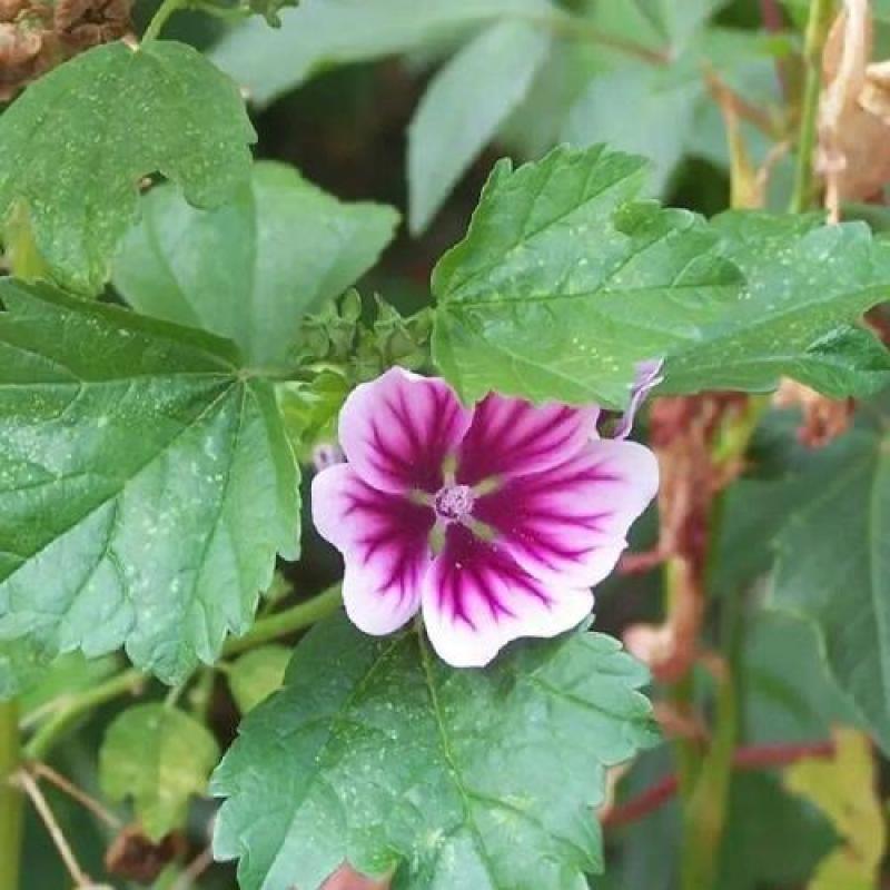 马洛葵种子草花彩包花仙子系列家庭阳台花卉新品种香草种子
