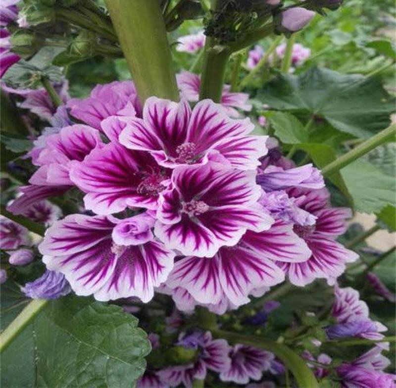 马洛葵种子草花彩包花仙子系列家庭阳台花卉新品种香草种子