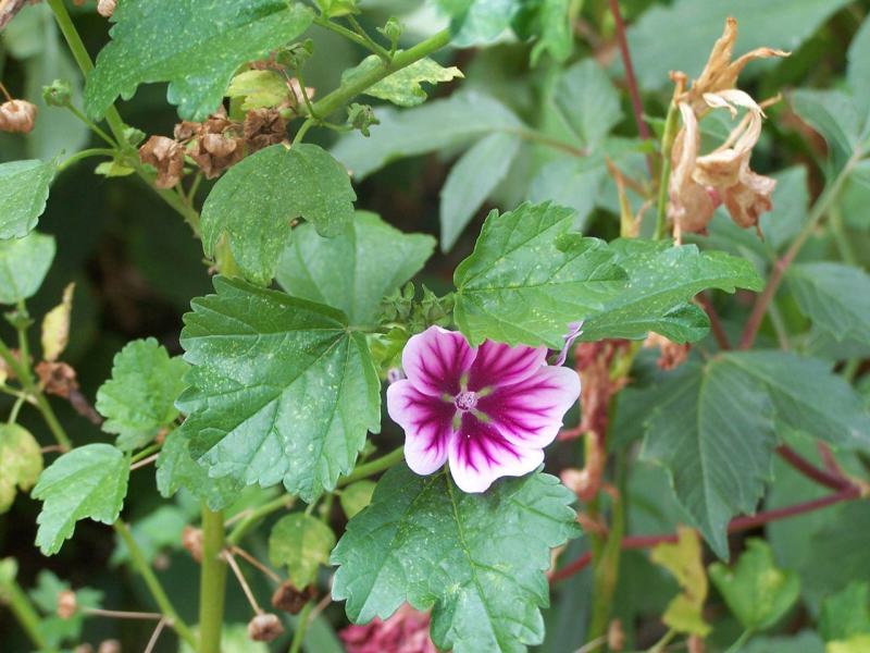 马洛葵种子草花彩包花仙子系列家庭阳台花卉新品种香草种子
