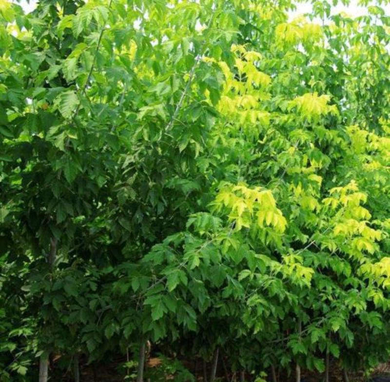 复叶槭种子梣叶槭糖槭种子金叶复叶槭种子绿化苗木林木种子