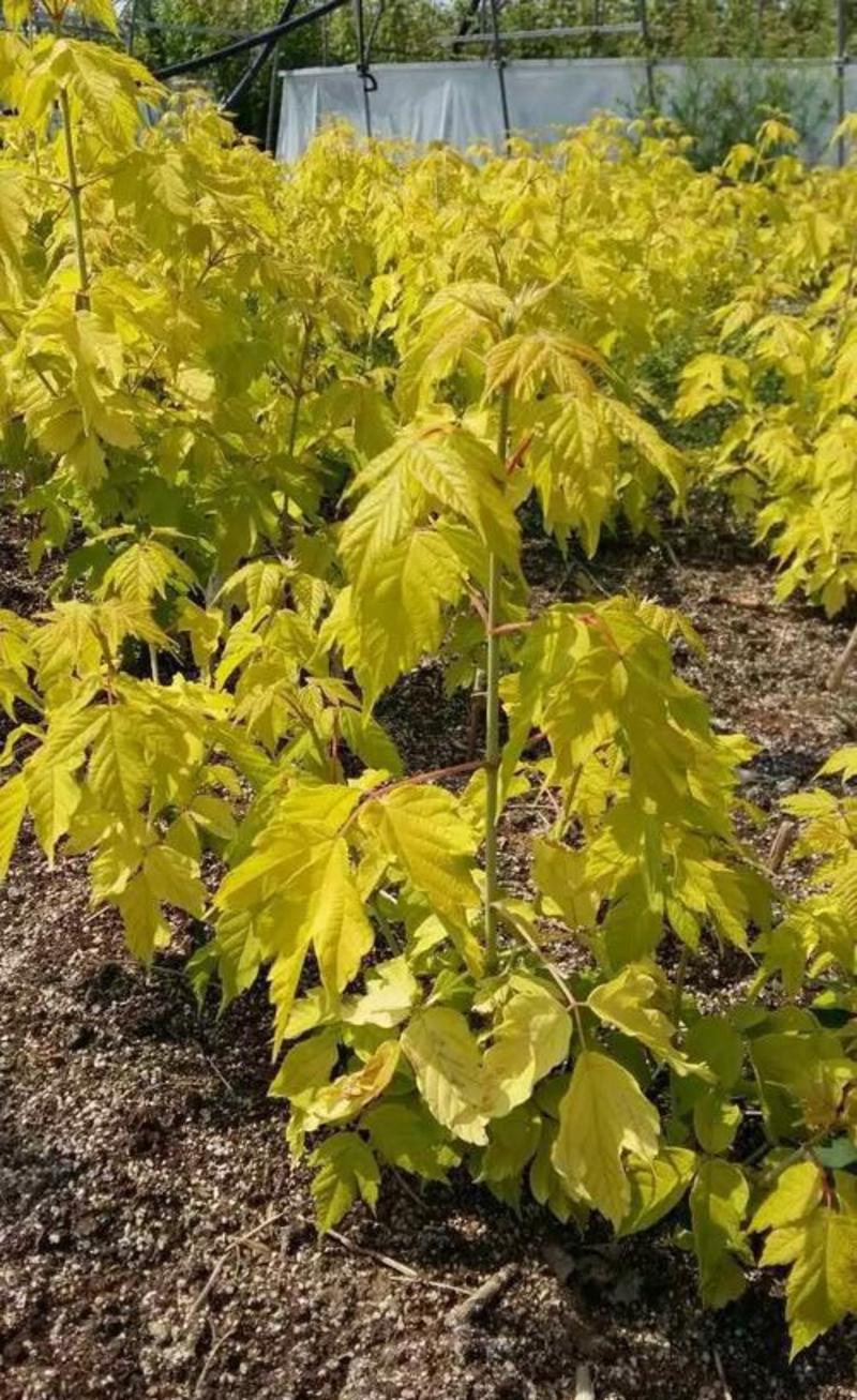 复叶槭种子梣叶槭糖槭种子金叶复叶槭种子绿化苗木林木种子