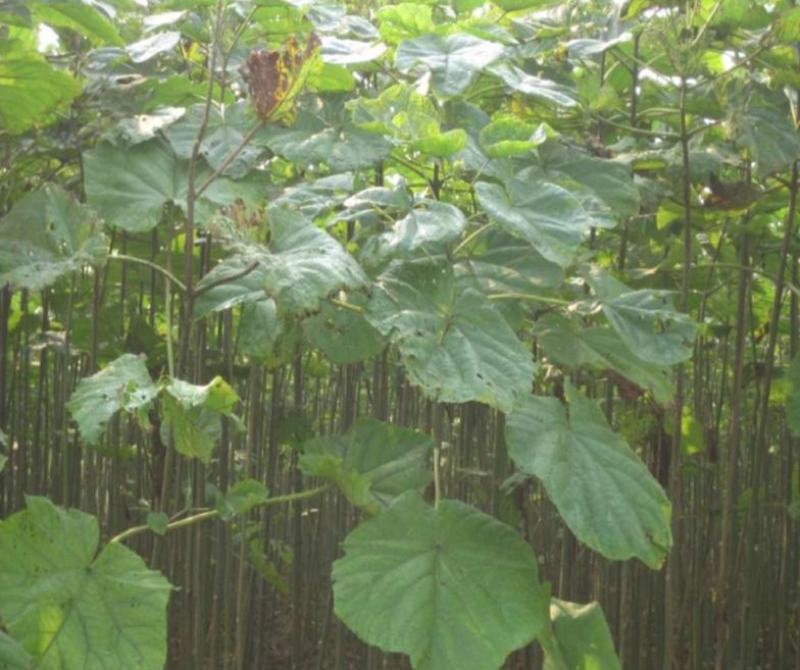 新采泡桐种子白花泡桐大果泡桐空桐木水桐紫花泡桐树