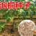新采泡桐种子白花泡桐大果泡桐空桐木水桐紫花泡桐树