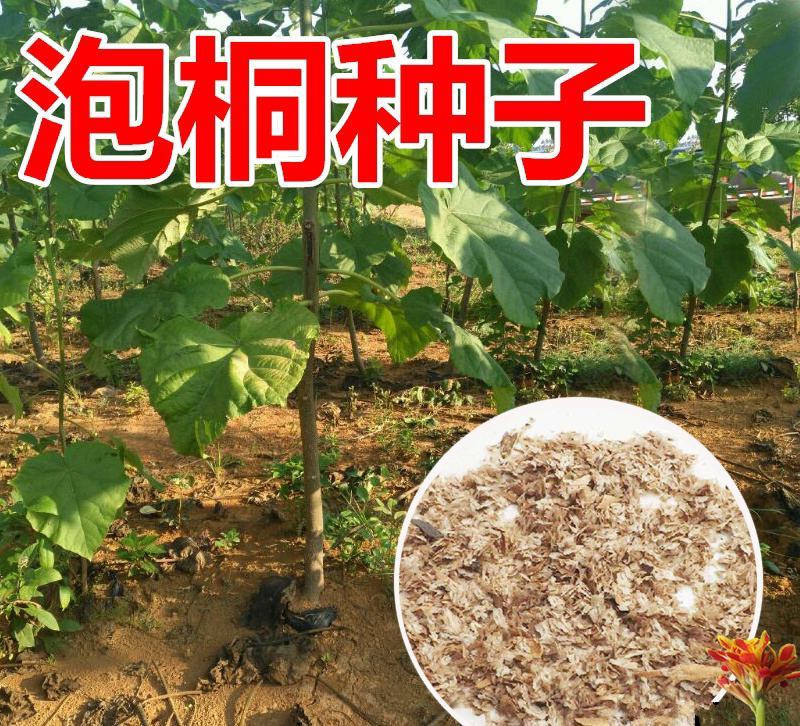新采泡桐种子白花泡桐大果泡桐空桐木水桐紫花泡桐树