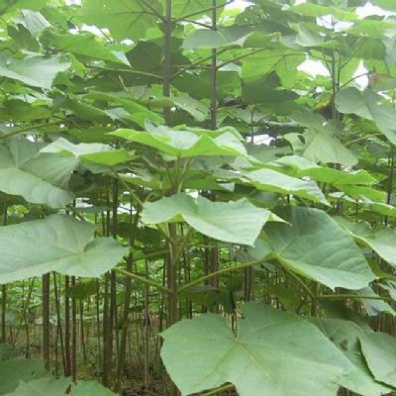 新采泡桐种子白花泡桐大果泡桐空桐木水桐紫花泡桐树