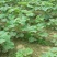 新采泡桐种子白花泡桐大果泡桐空桐木水桐紫花泡桐树