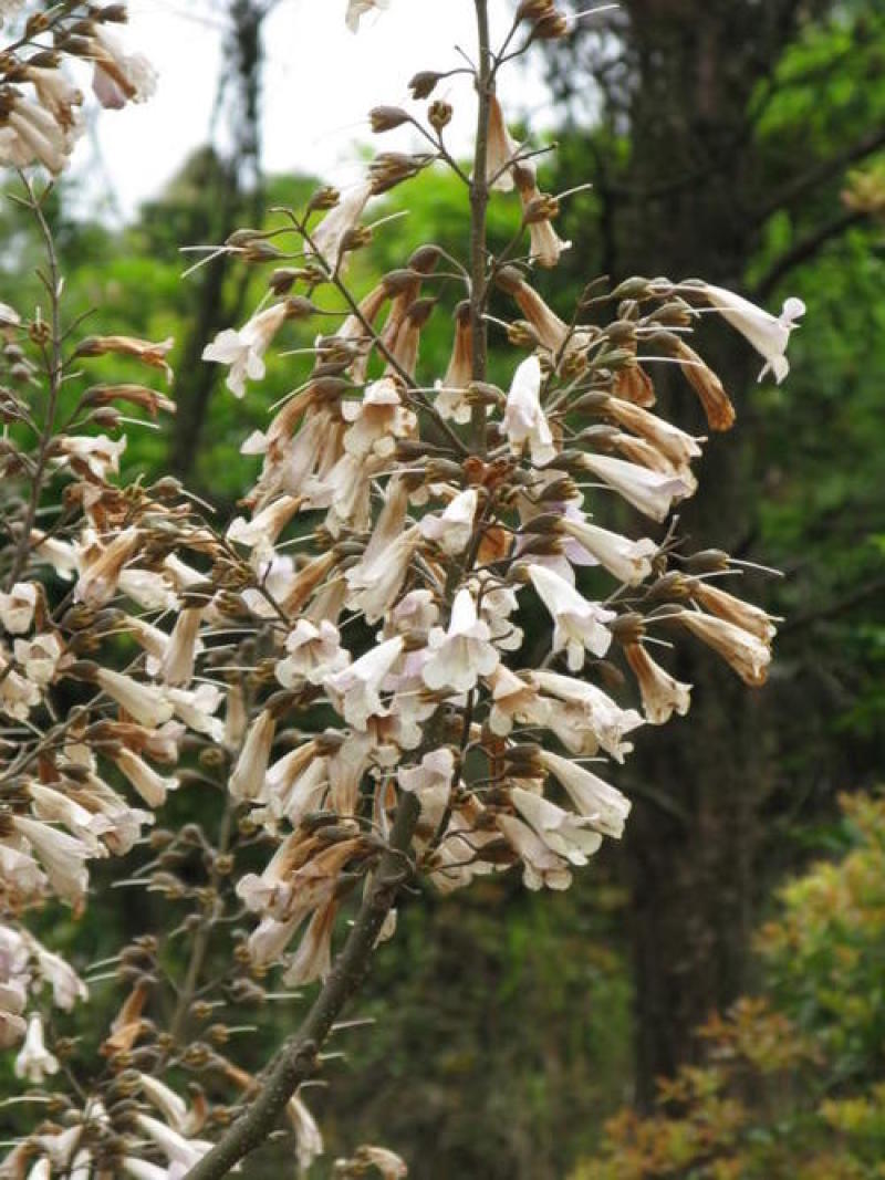 新采泡桐种子白花泡桐大果泡桐空桐木水桐紫花泡桐树