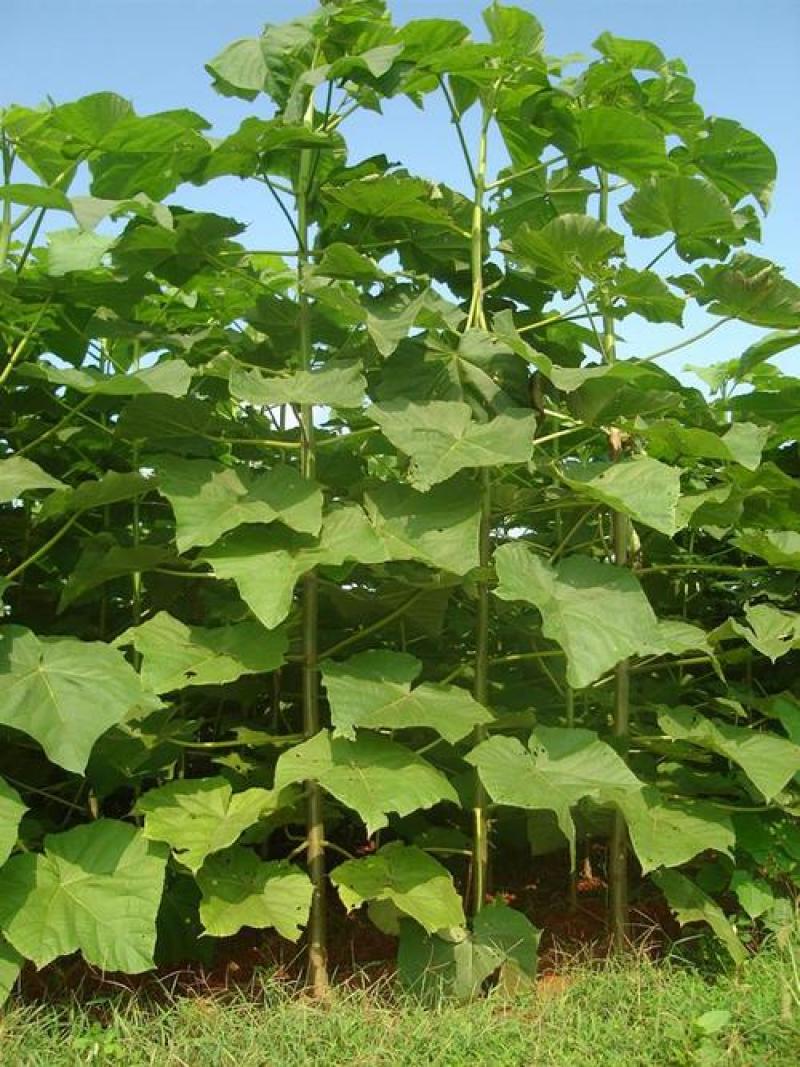 新采泡桐种子白花泡桐大果泡桐空桐木水桐紫花泡桐树