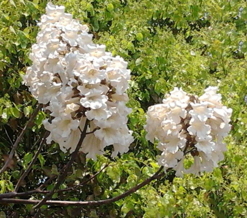 新采泡桐种子白花泡桐大果泡桐空桐木水桐紫花泡桐树