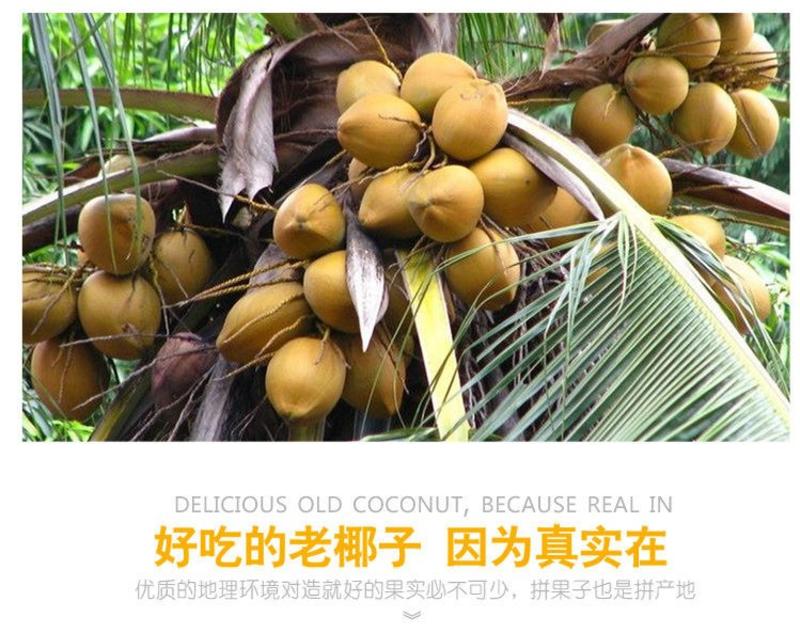 海南新鲜椰子老椰子特产水果毛椰子4个【1-1.5斤一个】