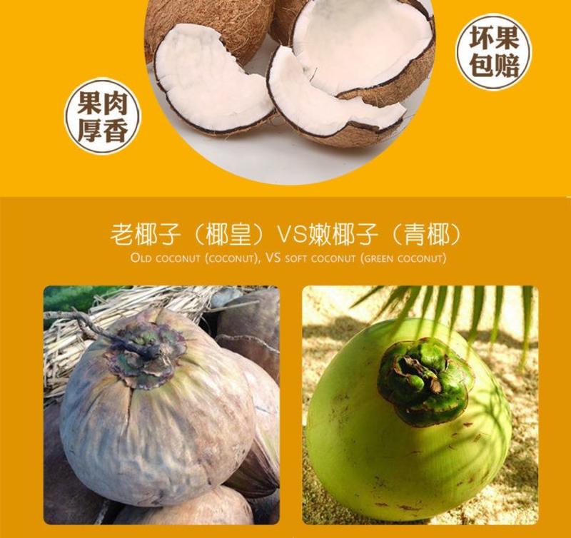 海南新鲜椰子老椰子特产水果毛椰子4个【1-1.5斤一个】