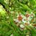 文冠果种子园林绿化花卉用种林木果树多年生观赏树木种子