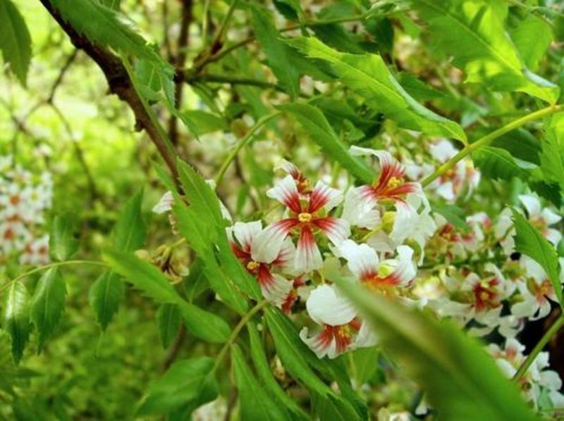 文冠果种子园林绿化花卉用种林木果树多年生观赏树木种子