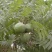 文冠果种子园林绿化花卉用种林木果树多年生观赏树木种子