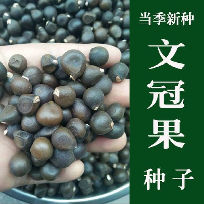 文冠果种子园林绿化花卉用种林木果树多年生观赏树木种子