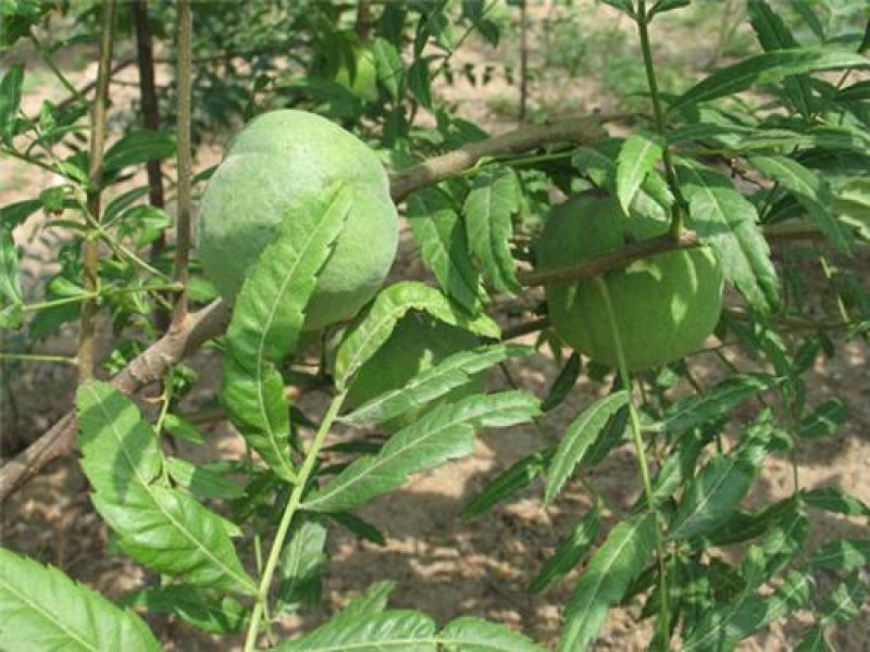 文冠果种子园林绿化花卉用种林木果树多年生观赏树木种子